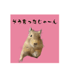 デグーの雪丸（個別スタンプ：12）