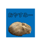 デグーの雪丸（個別スタンプ：13）