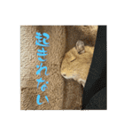 デグーの雪丸（個別スタンプ：14）