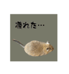 デグーの雪丸（個別スタンプ：17）