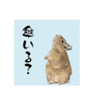 デグーの雪丸（個別スタンプ：18）