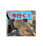 デグーの雪丸（個別スタンプ：20）