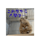 デグーの雪丸（個別スタンプ：24）