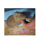 デグーの雪丸（個別スタンプ：27）