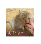 デグーの雪丸（個別スタンプ：28）
