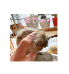 デグーの雪丸（個別スタンプ：29）