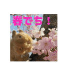 デグーの雪丸（個別スタンプ：31）