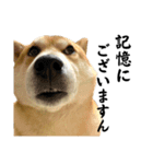 柴犬こむぎとボクの三浦半島⑨（個別スタンプ：1）