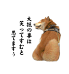 柴犬こむぎとボクの三浦半島⑨（個別スタンプ：2）