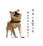 柴犬こむぎとボクの三浦半島⑨（個別スタンプ：4）