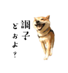 柴犬こむぎとボクの三浦半島⑨（個別スタンプ：5）