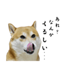 柴犬こむぎとボクの三浦半島⑨（個別スタンプ：14）