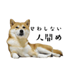 柴犬こむぎとボクの三浦半島⑨（個別スタンプ：16）