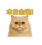 週末だ！ペルシャ猫の華金ご褒美スタンプ（個別スタンプ：2）