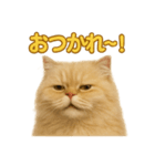 週末だ！ペルシャ猫の華金ご褒美スタンプ（個別スタンプ：3）