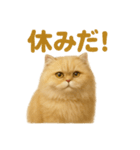 週末だ！ペルシャ猫の華金ご褒美スタンプ（個別スタンプ：5）