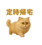 週末だ！ペルシャ猫の華金ご褒美スタンプ（個別スタンプ：7）