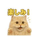 週末だ！ペルシャ猫の華金ご褒美スタンプ（個別スタンプ：13）