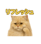 週末だ！ペルシャ猫の華金ご褒美スタンプ（個別スタンプ：14）
