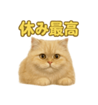 週末だ！ペルシャ猫の華金ご褒美スタンプ（個別スタンプ：15）