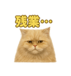 週末だ！ペルシャ猫の華金ご褒美スタンプ（個別スタンプ：16）