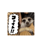 動くもち！（個別スタンプ：11）