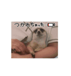 動くもち！（個別スタンプ：16）