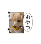 チワックス「クッキー」の日常スタンプ（個別スタンプ：2）