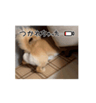 チワックス「クッキー」の日常スタンプ（個別スタンプ：4）