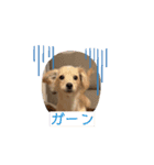 チワックス「クッキー」の日常スタンプ（個別スタンプ：5）
