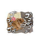 チワックス「クッキー」の日常スタンプ（個別スタンプ：10）
