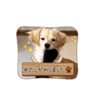チワックス「クッキー」の日常スタンプ（個別スタンプ：13）