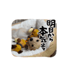 チワックス「クッキー」の日常スタンプ（個別スタンプ：15）