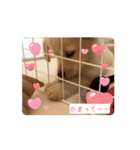 チワックス「クッキー」の日常スタンプ（個別スタンプ：16）