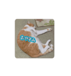 キキくんの動くスタンプ（個別スタンプ：2）