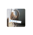 キキくんの動くスタンプ（個別スタンプ：3）