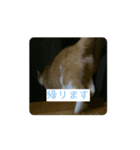 キキくんの動くスタンプ（個別スタンプ：5）