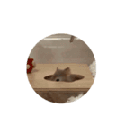 もろこしすたんピ〜うごくよ〜（個別スタンプ：6）