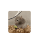 もろこしすたんピ〜うごくよ〜（個別スタンプ：10）