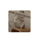 もろこしすたんピ〜うごくよ〜（個別スタンプ：12）