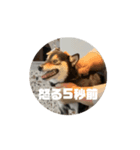 くろみつの動くスタンプ（個別スタンプ：3）