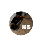 くろみつの動くスタンプ（個別スタンプ：4）