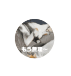 くろみつの動くスタンプ（個別スタンプ：5）