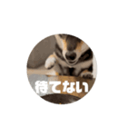 くろみつの動くスタンプ（個別スタンプ：6）