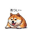 夏の太っちょ柴犬（個別スタンプ：1）