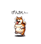 夏の太っちょ柴犬（個別スタンプ：4）