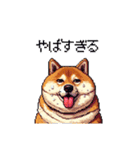 夏の太っちょ柴犬（個別スタンプ：5）
