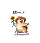 夏の太っちょ柴犬（個別スタンプ：8）