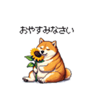 夏の太っちょ柴犬（個別スタンプ：11）