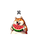 夏の太っちょ柴犬（個別スタンプ：20）